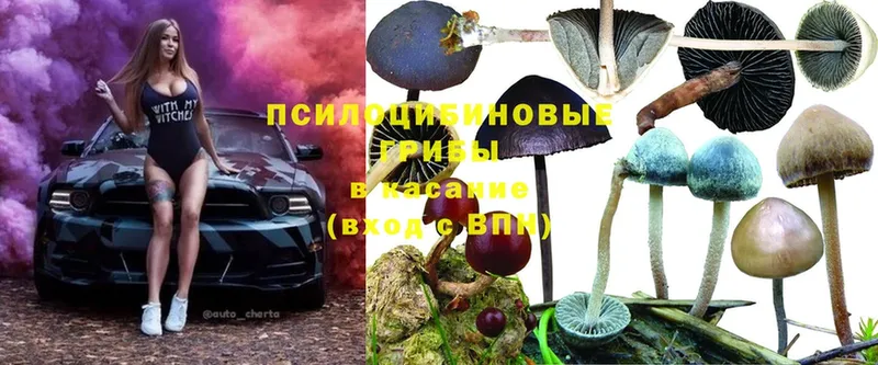 купить   Ветлуга  Галлюциногенные грибы Magic Shrooms 